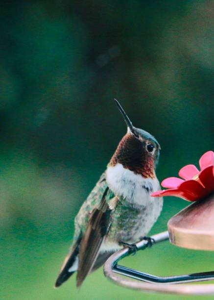 Beautiful red-throated hummingbird closeup - stock photo Tranquil natural background of beautiful Red-throated hummingbird perched on garden nectar feeder in Wyoming. 4810 stock pictures, royalty-free photos & images