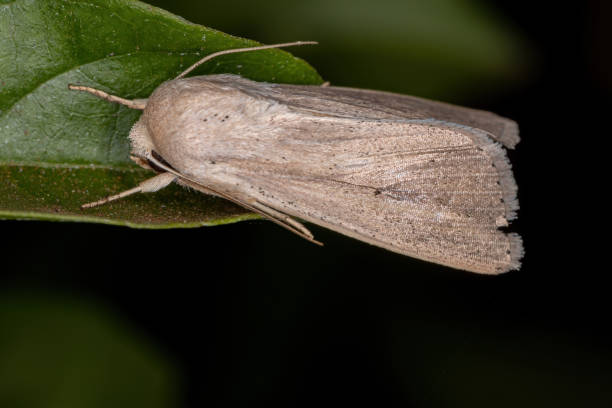 istock Adult Wainscot Moth 1334349795