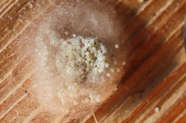 Egg sac from a cat-faced or jewel spider.