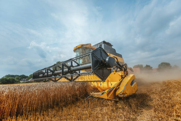 istock A yellow combine harvests wheat on a field in germany 1334353395