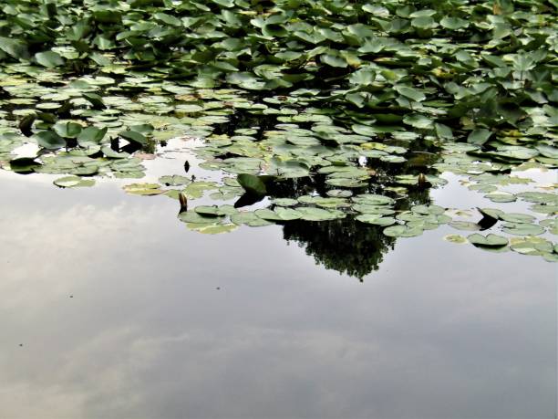 istock Pond with water lilies. After Monet series. 1334356881