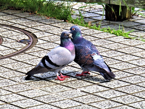 Two pigeons. The Love.