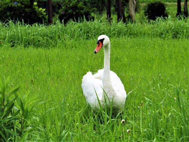 łabędź. portret. - swan white grass park zdjęcia i obrazy z banku zdjęć