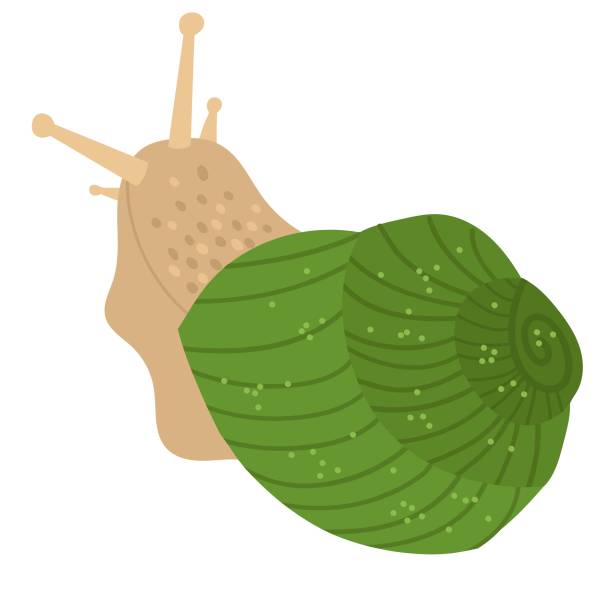 istock Cute snail in a shell in green color. Vector hand drawn cartoon 1334359297