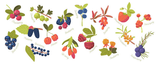 ilustrações, clipart, desenhos animados e ícones de conjunto cloudberry, morango, cranberry e framboesa com stone berry, acerola e goji. blackberry, juniper berry, - blackberry fruit mulberry isolated