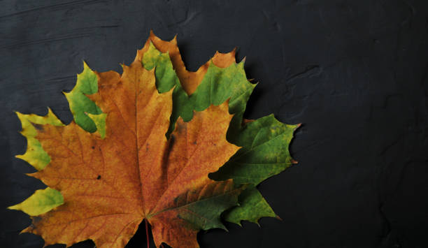 istock Colorful falling leaves on dark stone background. Autumn leaves on black background. 1334361602