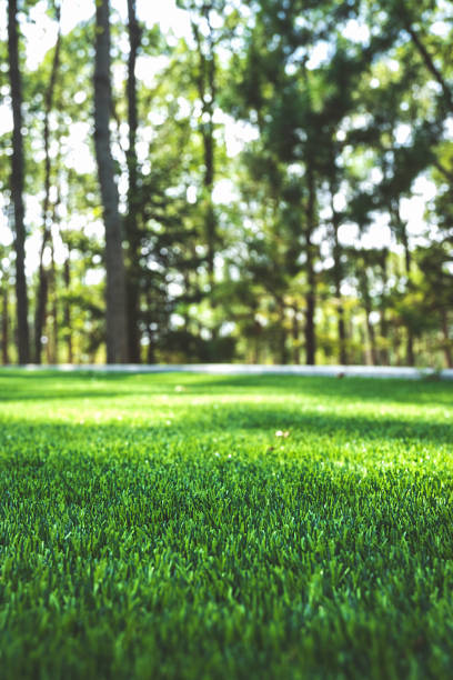 istock perfect green lawn with blurred summer forest on background. selective focus 1334363015