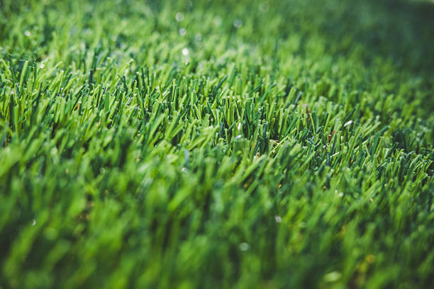 istock perfect green lawn close up, selective focus 1334363033