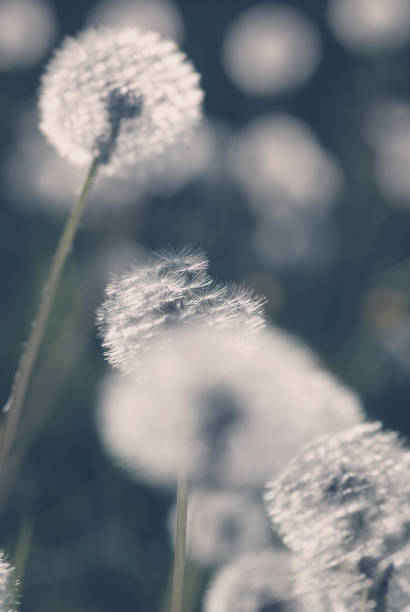 istock White dandelion blow-balls in the evening light 1334365156