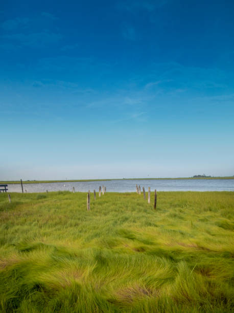istock field of marshy grass waterways and blue sky 1334365211
