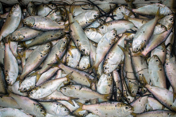 istock live fish Peanut Bunker striper baits to fish with a fishing pole line 1334365220