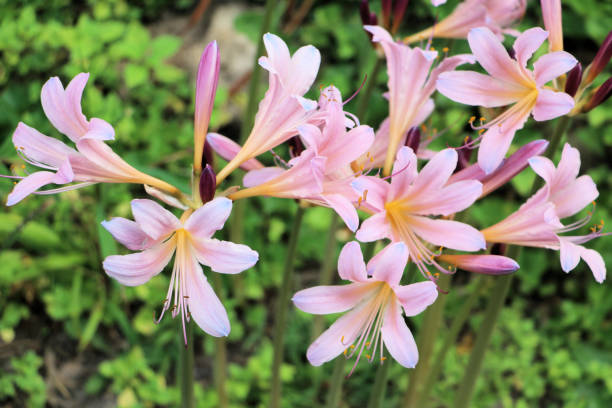 воскрешение лилии - mystery lily стоковые фото и изображения