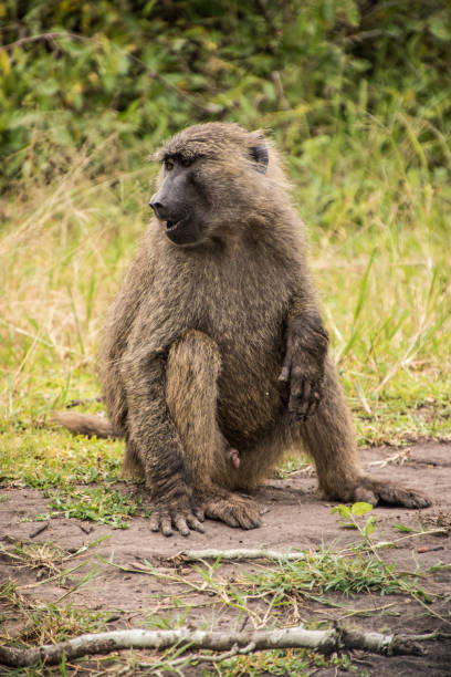 istock Close up of a monkey sitting on the ground 1334366028