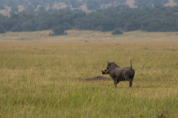 istock Warthog in grass in Africa 1334367693