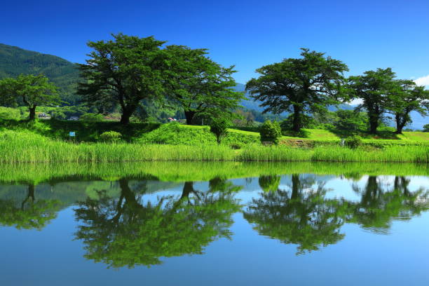 istock Row of cherry blossom trees in summer 1334368214