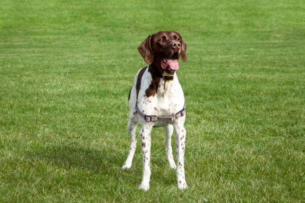 istock brown white and spotted German Shorthaired Pointer with it's month open standing on grass field 1334368738