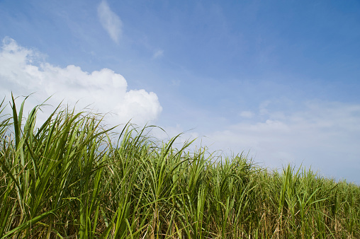 The sugarcane cultivation area occupies about half of the fields in Okinawa Prefecture, and sugarcane growers account for about 70% of the total.