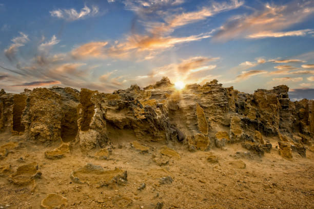 istock Petrified Forest in Victoria 1334373647