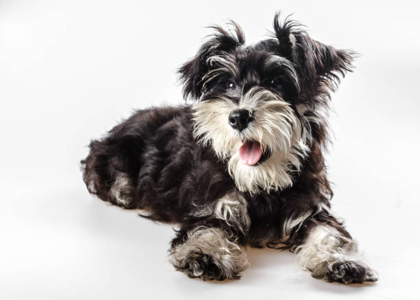 Adorable Schnauzer dog portrait stock photo. Portrait of a small black and silver Miniature Schnauzer. dog schnauzer stock pictures, royalty-free photos & images