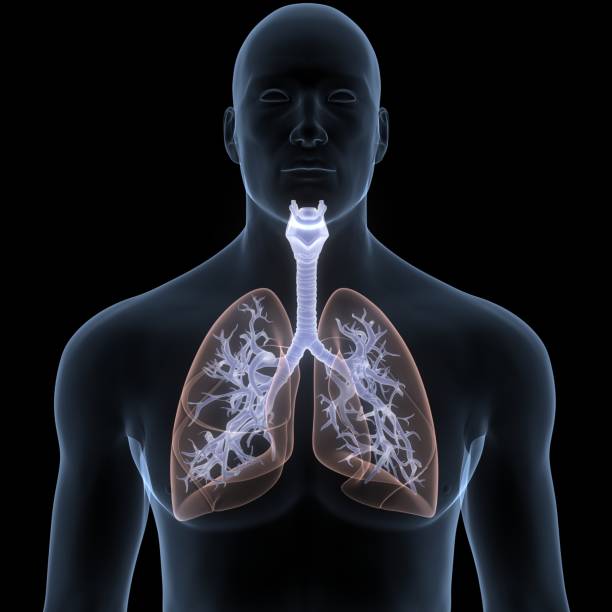 istock Human Respiratory System Lungs Anatomy 1334375612