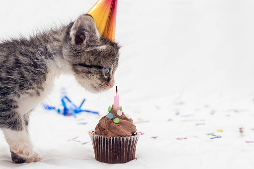 A kitten wearing a party hat sniffs a birthday candle in a cupcake.  Copy space on right
