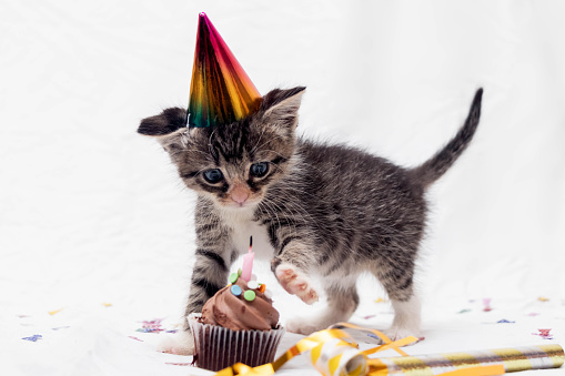 A kitten wearing a birthday hat paws at a cupcake