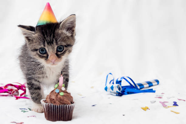 istock Kitten Birthday Portrait / Right Copy Space 1334377379