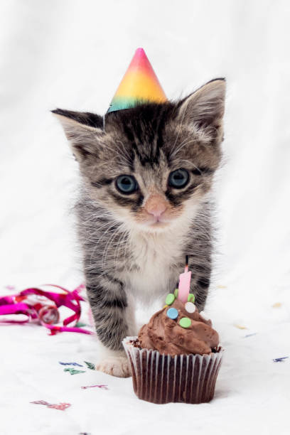istock Vertical Kitten Birthday Portrait 1334377381