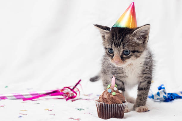 istock Kitten Birthday Portrait / Left Copy Space 1334377385