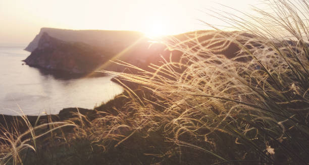 istock Feather grass on the seaside at golden hour in sunset light 1334377404