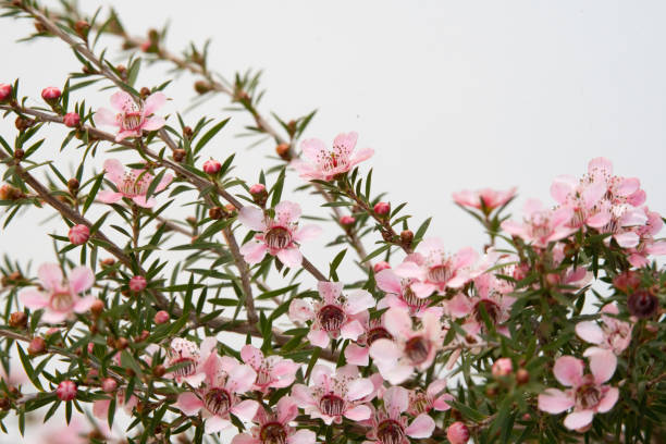 Pink Manuka flower blossom with copy space stock photo