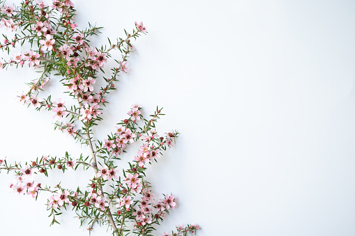 Leptospermum scoparium, commonly called mānuka, manuka, manuka myrtle Manuka honey flower