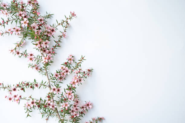 Pink Manuka flower blossom with copy space stock photo