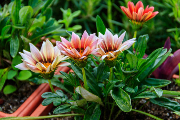 istock Beautiful gerberas in the garden 1334378156