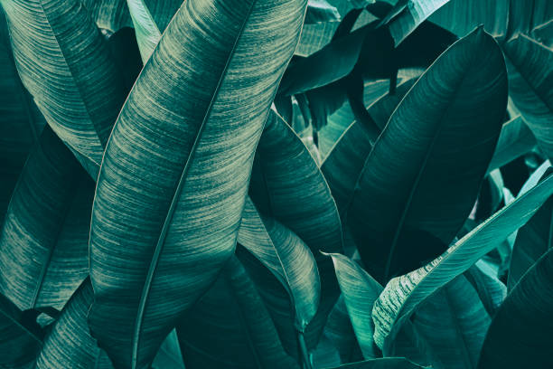 istock tropical leaves, green nature background 1334378711
