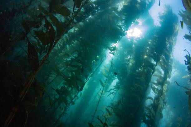 istock Fish swimming in a kelp forest 1334378978