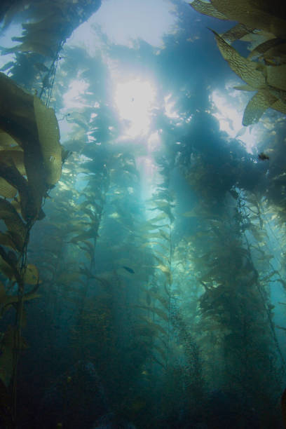 istock Fish swimming through kelp forest deep under the sea 1334379002