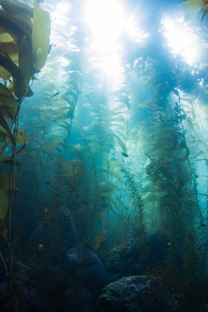 istock Vertical wide angle kelp forest looking up at the sun 1334379142