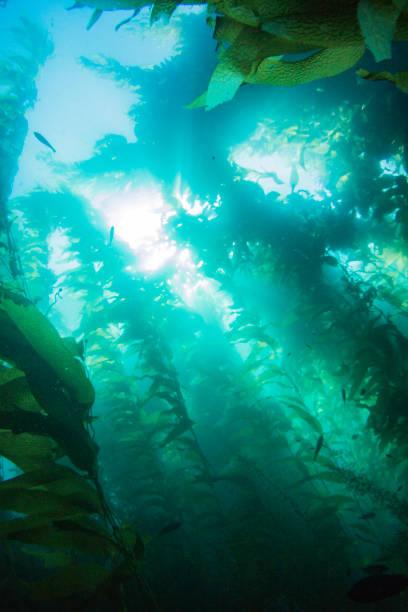istock Fish swimming through kelp forest deep under the sea 1334379312