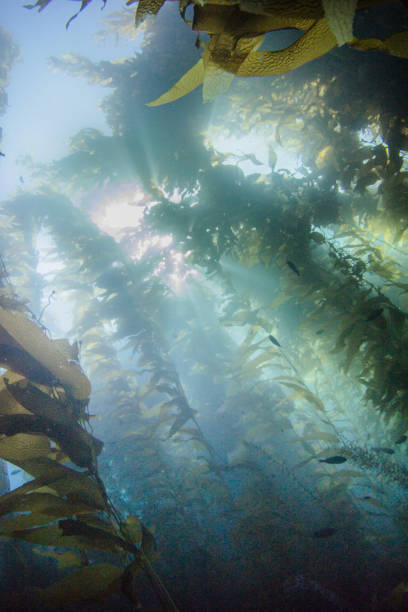 istock Fish swimming through a kelp forest deep under the ocean 1334380011