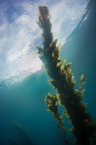 istock Kelp forest looking up from the sea floor 1334380012