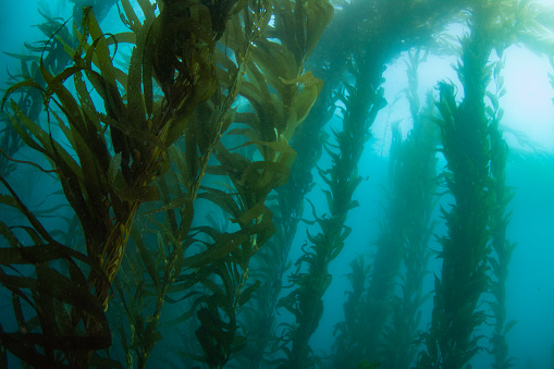 A wide angle view of a kelp forest