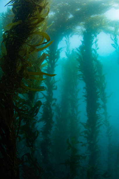 istock Tall view of kelp forest in the Pacific Ocean 1334380019