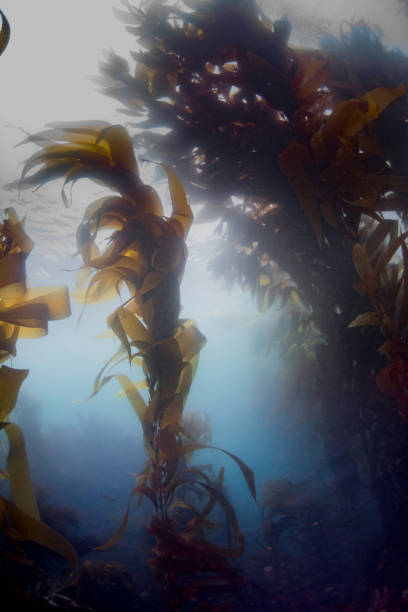 istock A view of a kelp forest deep beneath the sea 1334380022