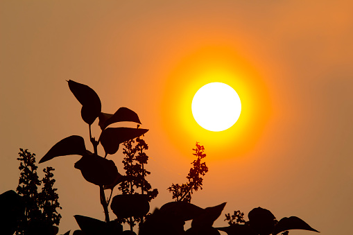 Close up of the sun during a wildfire on a smoky day with silhouettes of a tree leaves.