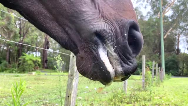 Horse Mouth Foaming from Eating Apples