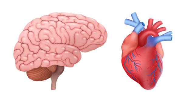 istock Anatomical heart and brain realistic. Human internal organs set. Diagnostic, medicine and education 1334382288