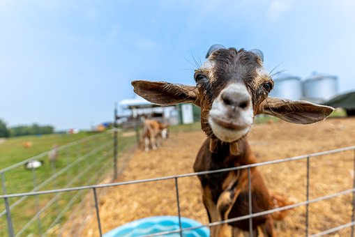 A goat within a petting zoo leans toward the camera.  Shot with a wide angle lens to create a visual distortion and shallow depth of field to blur the background.