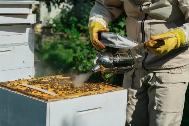 The beekeeper treats the bees of the varroa mite. Diseases of bees and their treatment. Varroasis. Varroa destructor