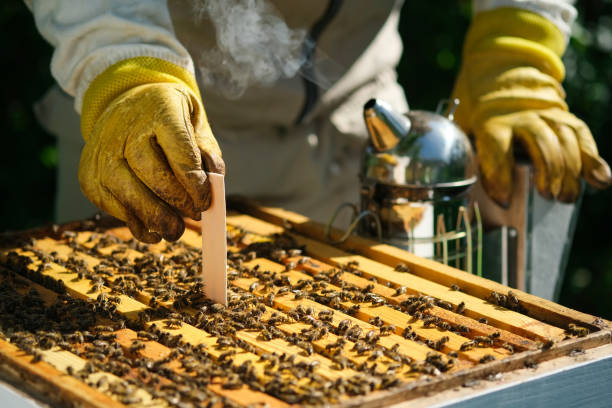 varroa mite에서 꿀벌을 치료하는 방법. 양봉가가 바로아 미트의 벌을 취급합니다. 꿀벌의 질병과 치료. 바르루아시스. 바르로아 파괴자. - hive frame 뉴스 사진 이미지